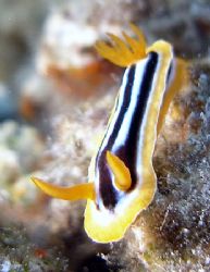 Nudi taken at Sharksbay, Olympus SP-350. by Anel Van Veelen 